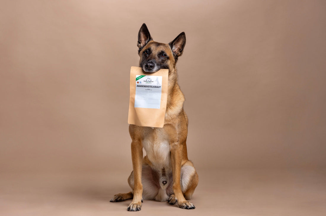 Magen-Darm-Gesundheit beim Hund: Warum der Darm der Schlüssel zu Vitalität und Wohlbefinden ist