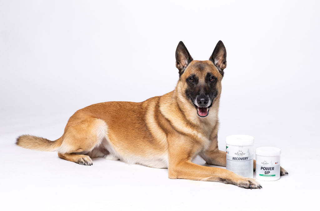 EnergyDuo: Leistungsfähigkeit & Regeneration für Hunde