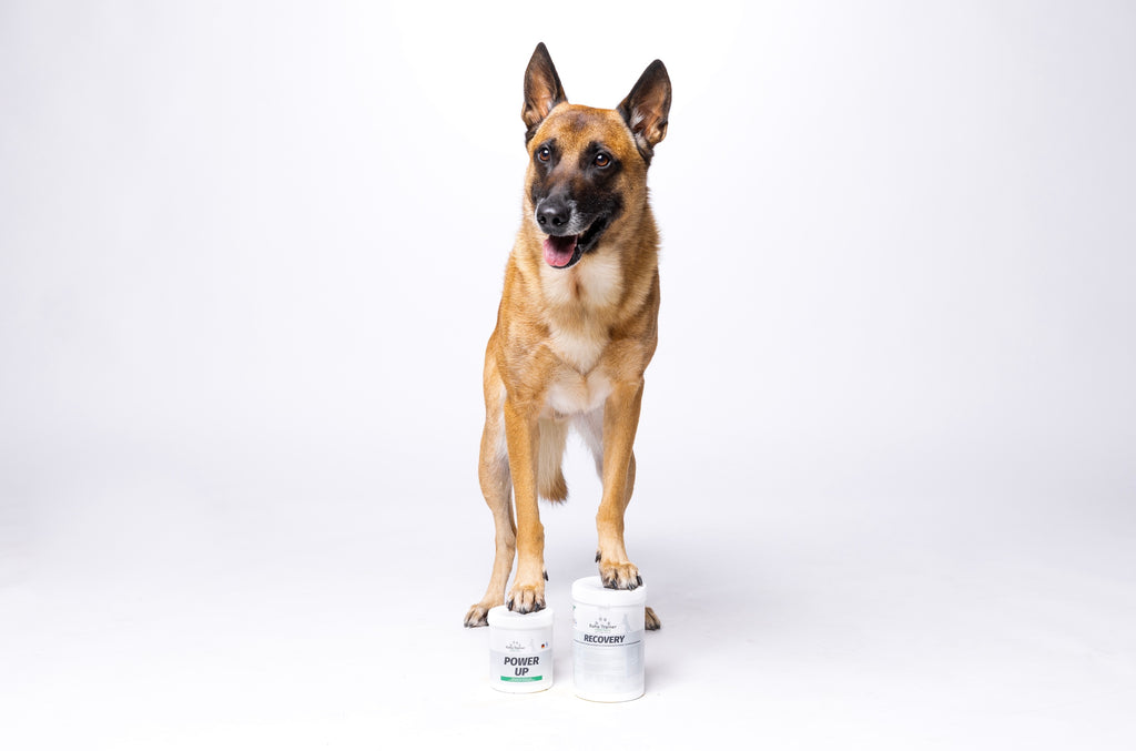 EnergyDuo: Leistungsfähigkeit & Regeneration für Hunde